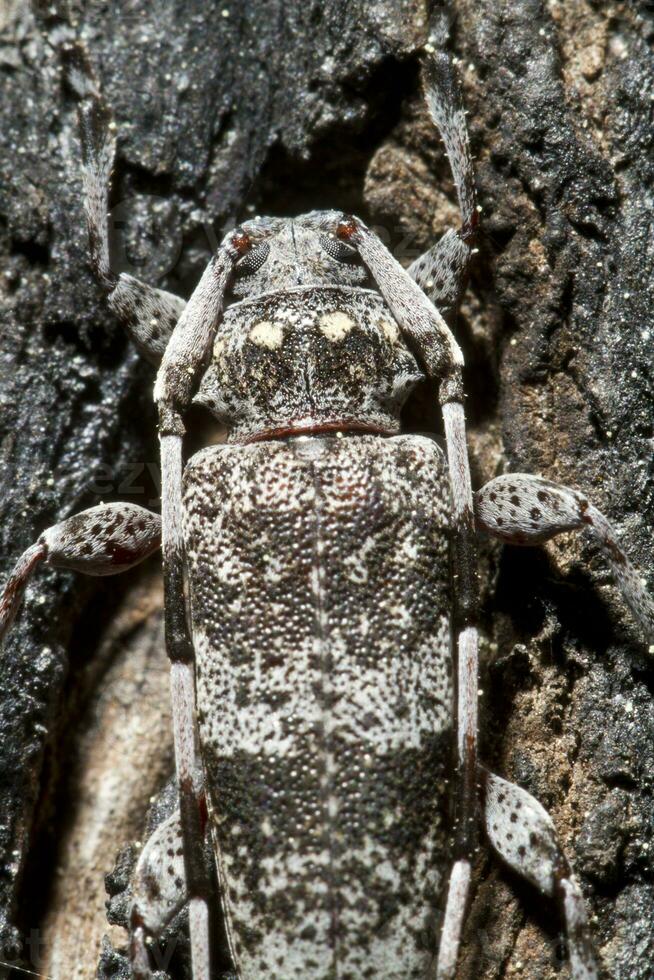 gevlekte pijnboom zager - monochamus clamator foto