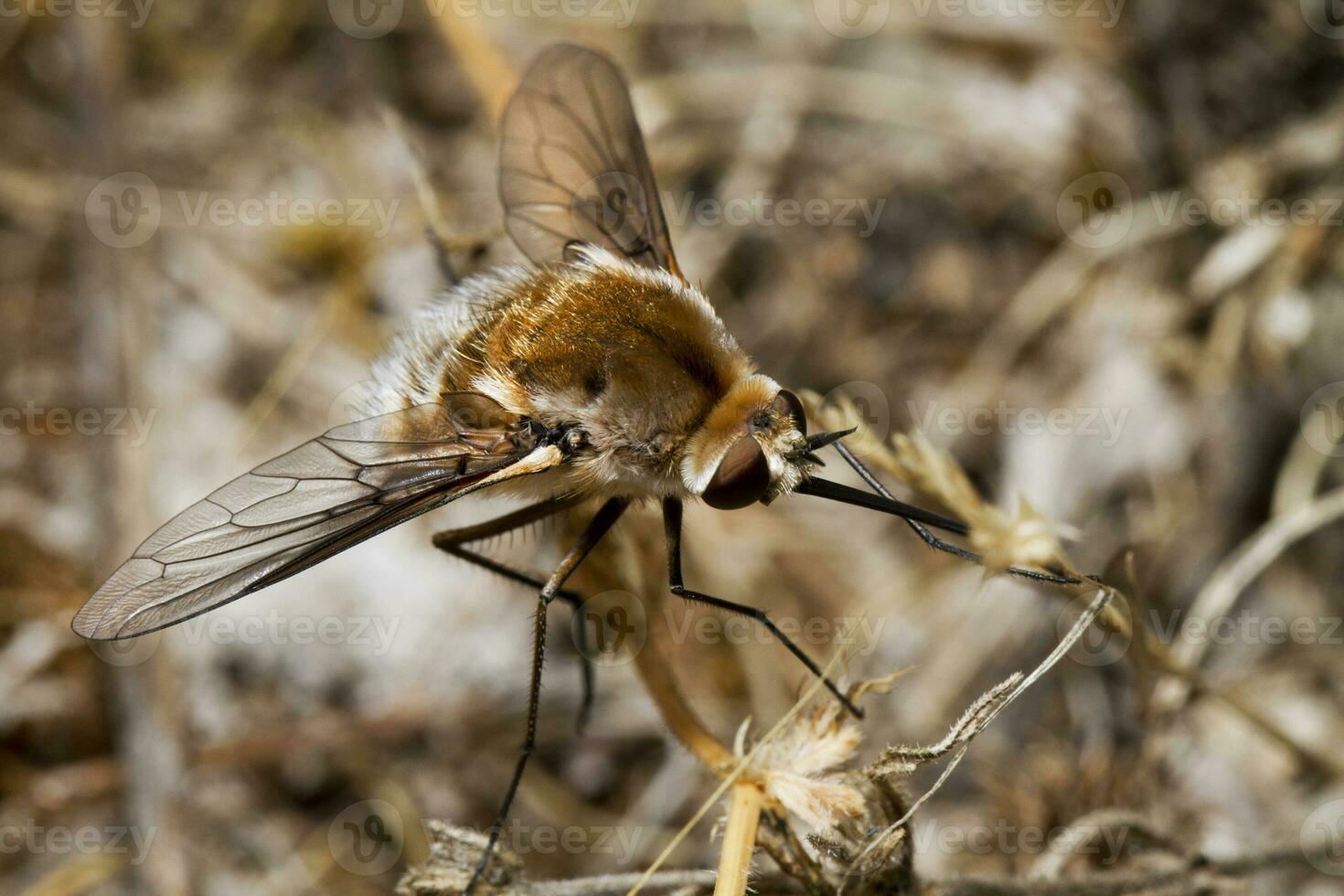 bombyliidae majoor bij vlieg foto