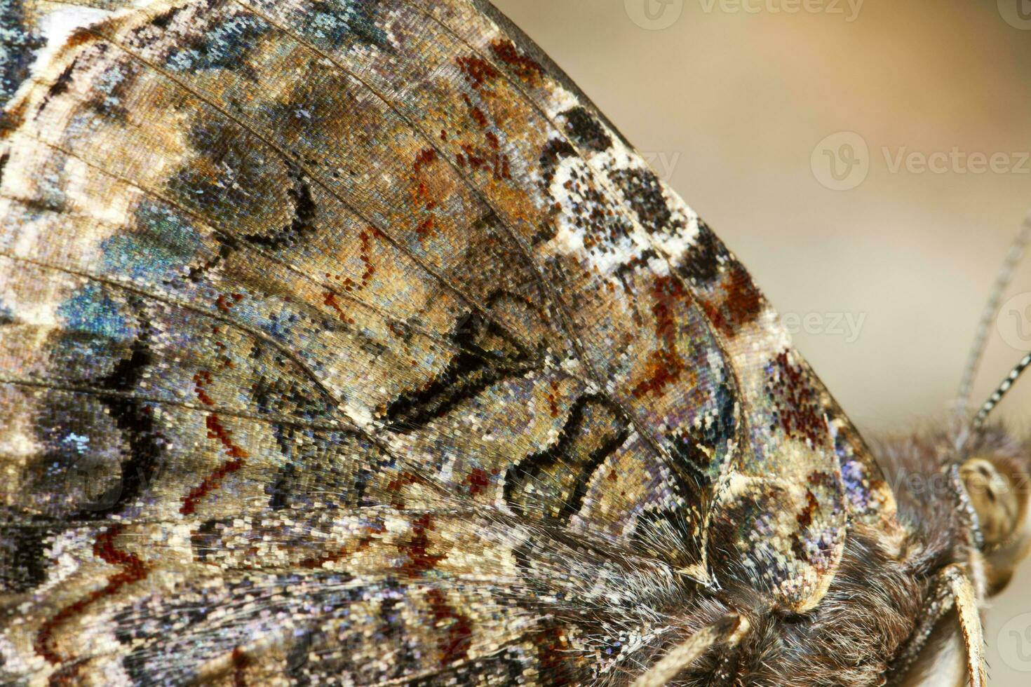 geschilderd dame - vanessa Cardui foto