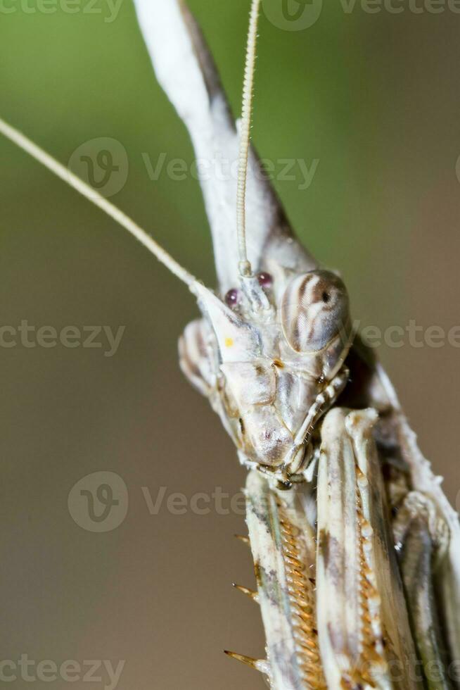 empusa pennata dichtbij omhoog foto