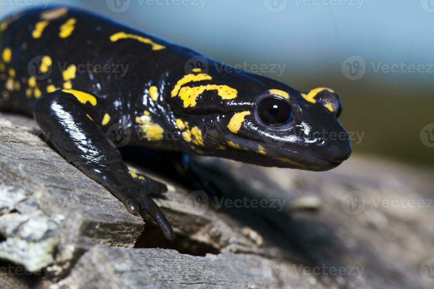 brand salamander dichtbij omhoog foto