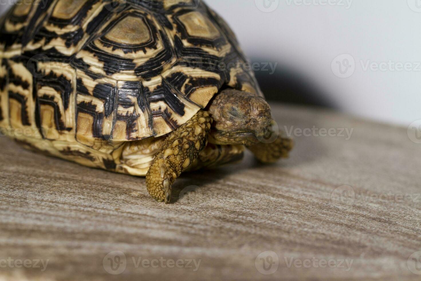 luipaard schildpad dichtbij omhoog foto