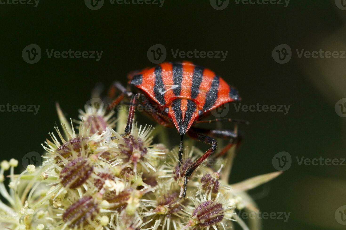 grafosoom lineatum insect foto