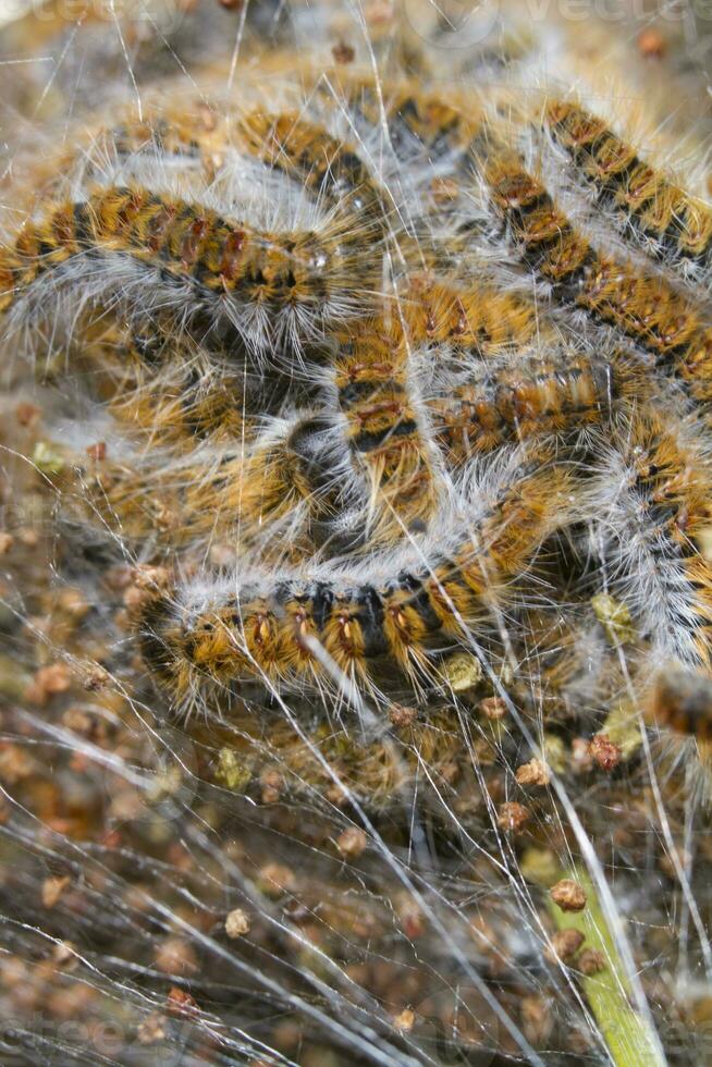 pijnboom processierups - thaumetopoea pityocampa - rupsen foto