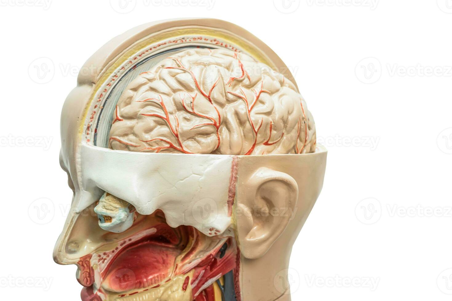 menselijk hersenen model- van hoofd anatomie voor medisch opleiding Cursus, onderwijs geneeskunde onderwijs. foto