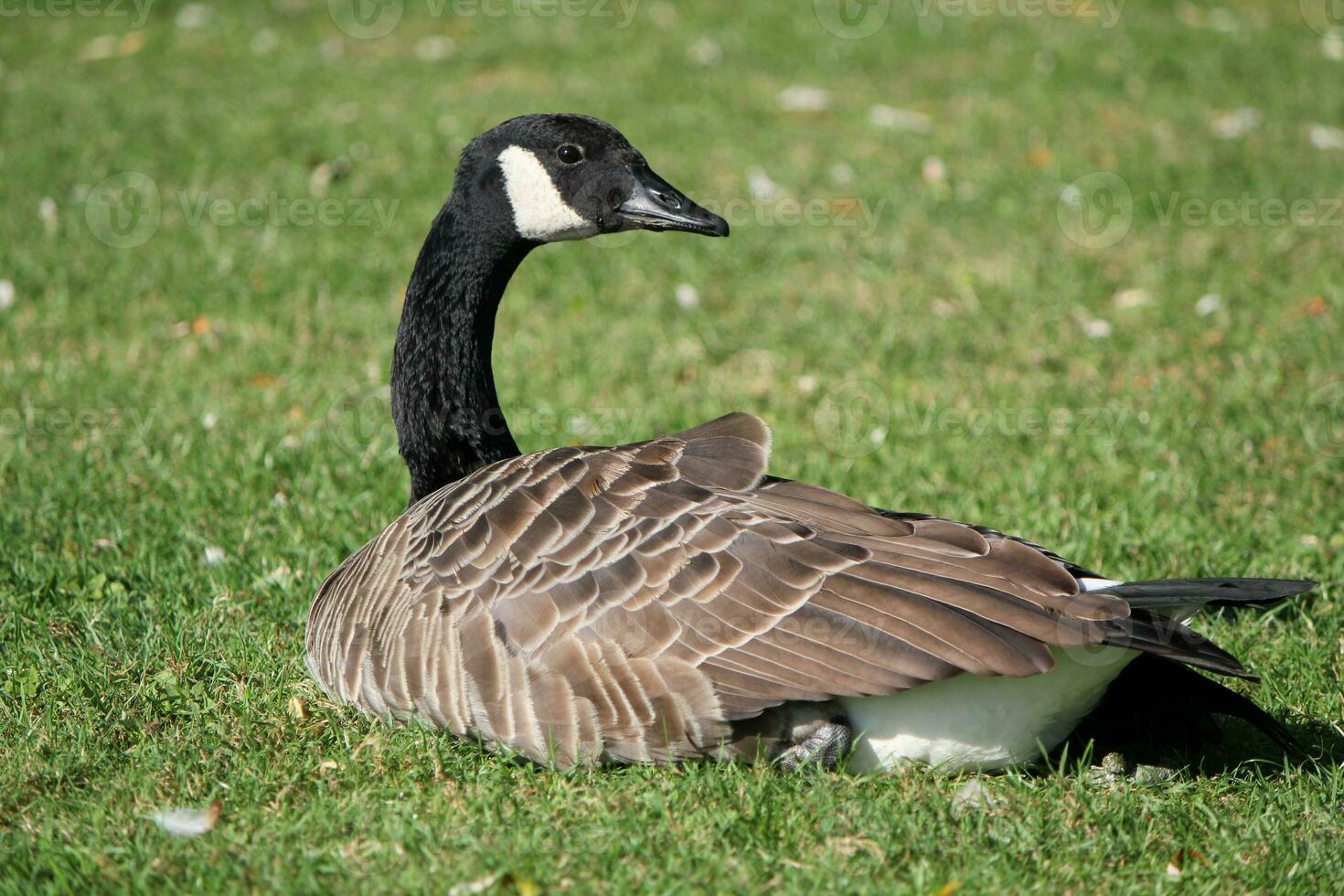 gans aan het liegen in de gras foto