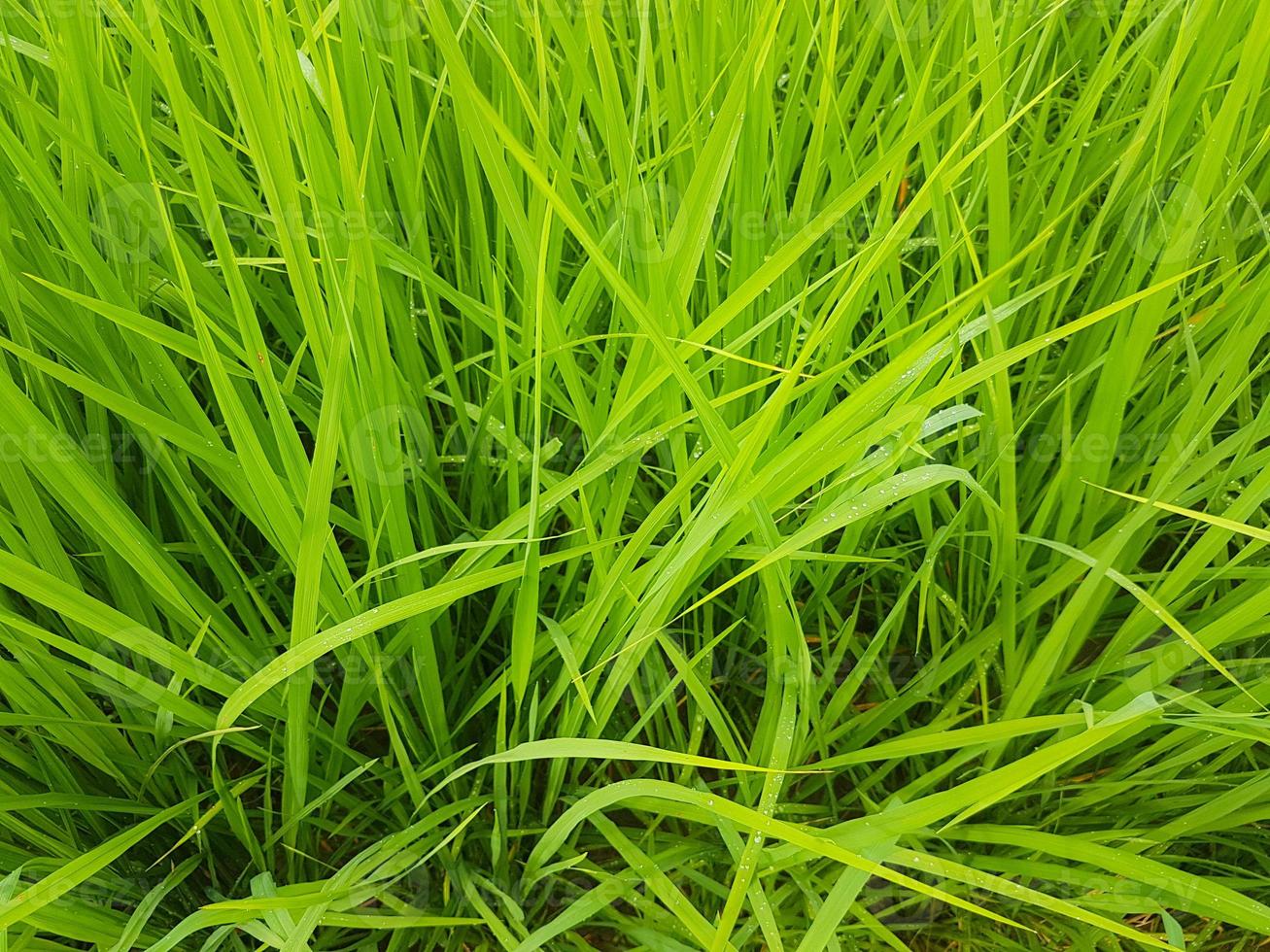 close-up groene rijstplant gebruikt voor achtergrond foto