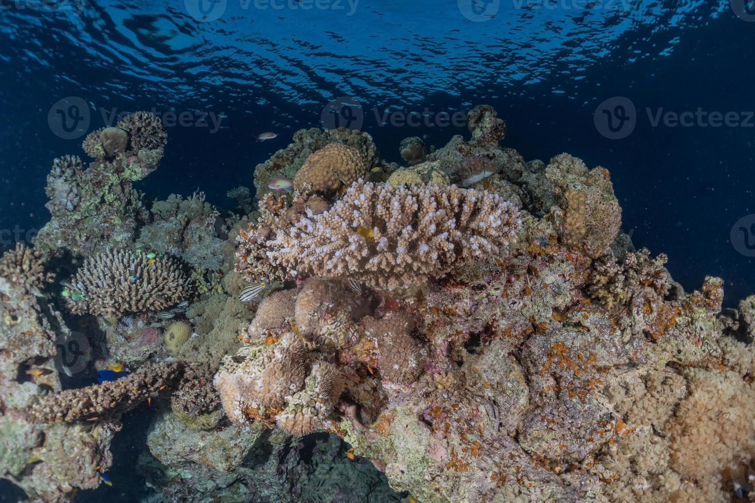 koraalrif en waterplanten in de rode zee, eilat israël foto