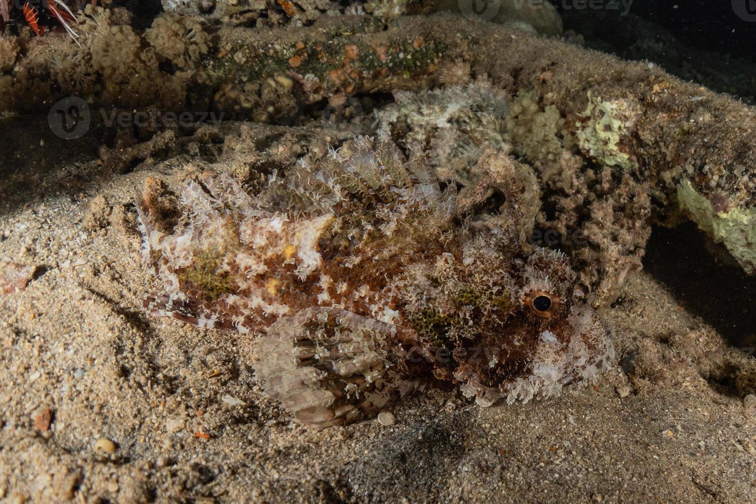 vissen zwemmen in de rode zee, kleurrijke vissen, eilat israel foto