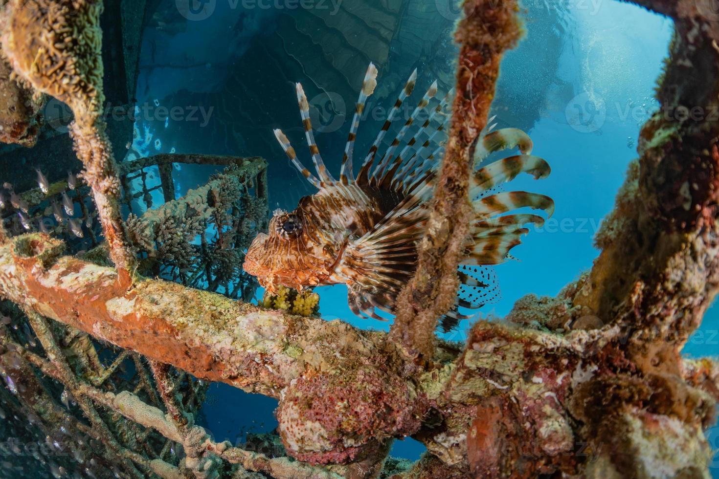 koraalduivel in de rode zee kleurrijke vissen, eilat israël foto