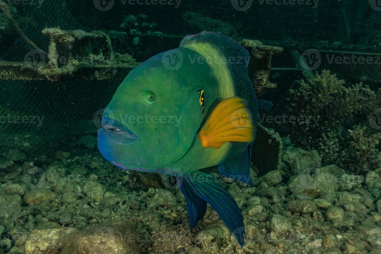 vissen zwemmen in de rode zee, kleurrijke vissen, eilat israel foto