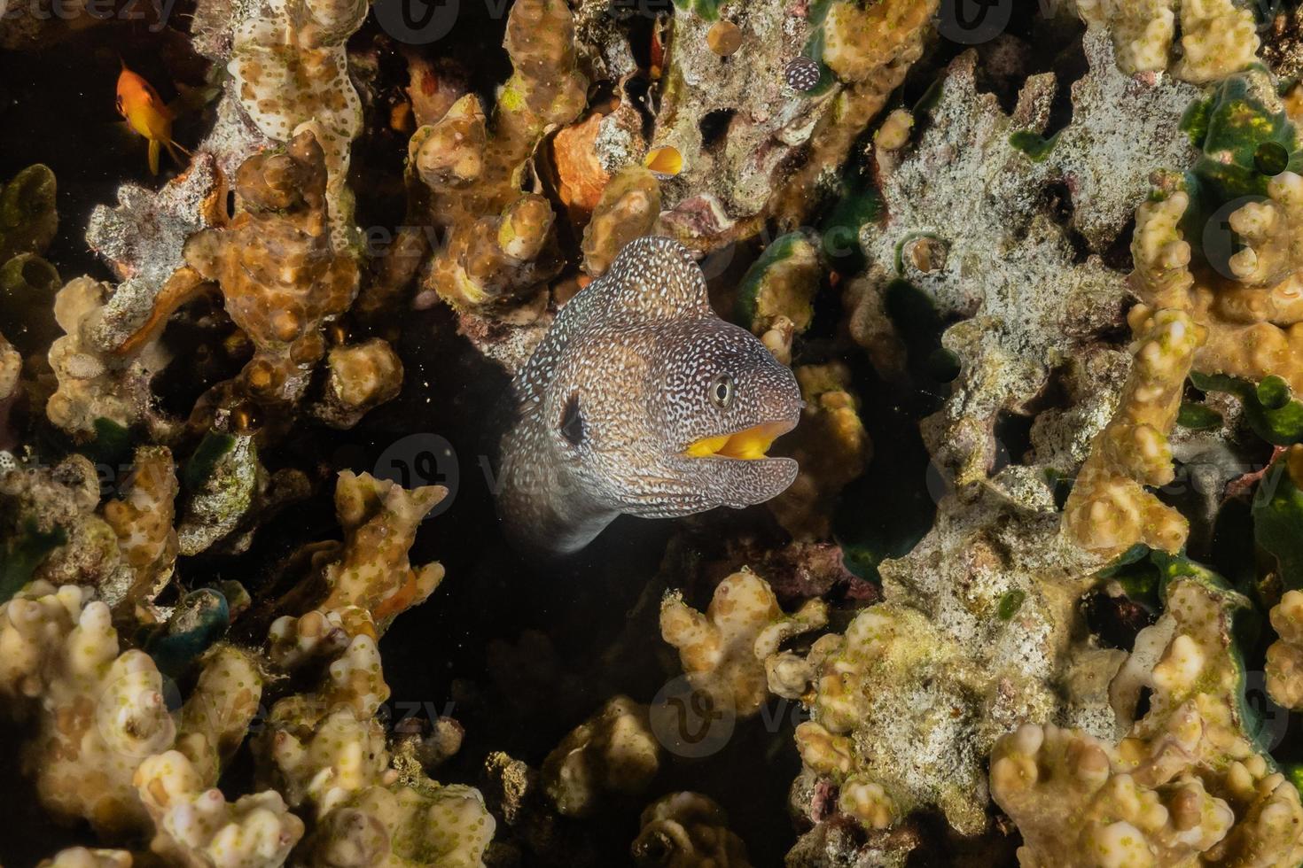 murene mooray lycodontis undulatus in de rode zee, eilat israël foto