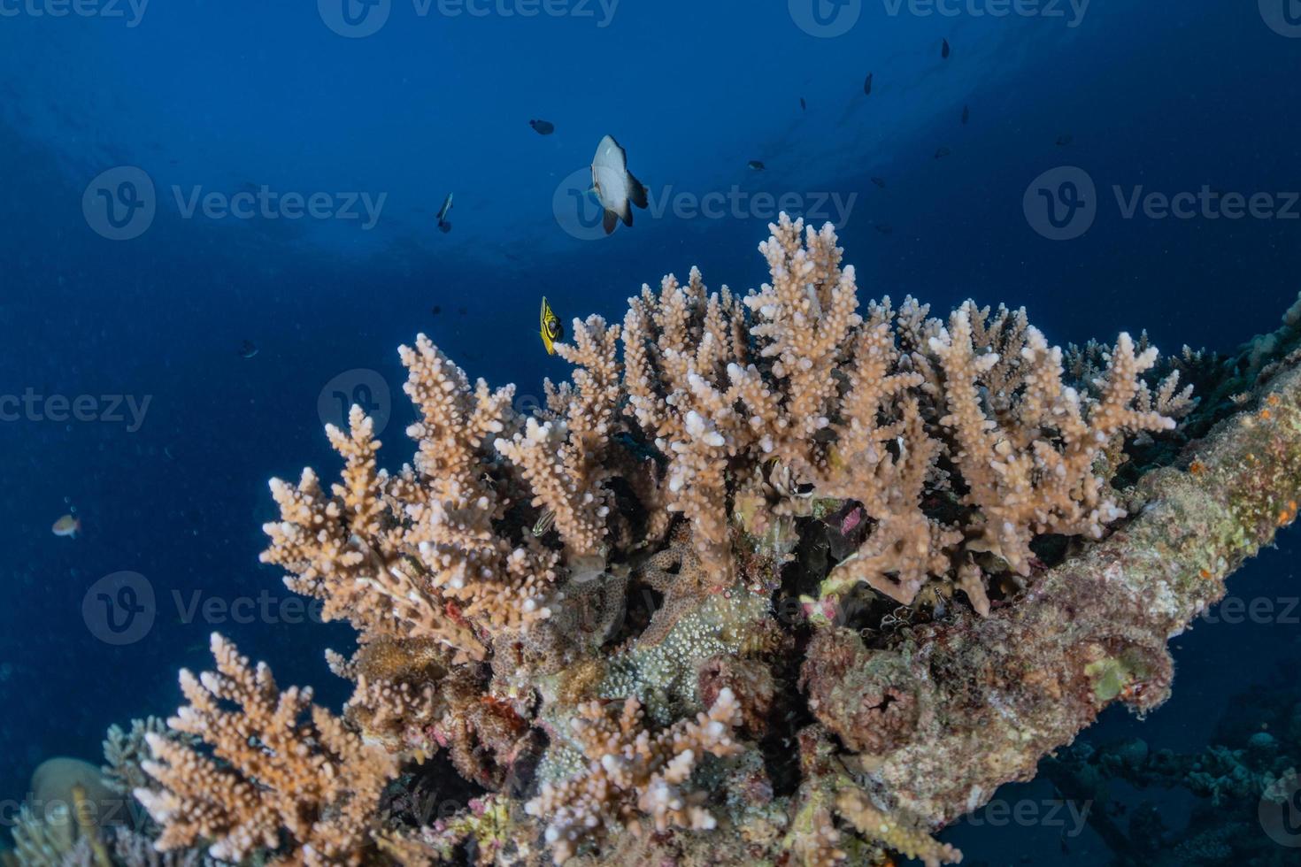 koraalrif en waterplanten in de rode zee, eilat israël foto