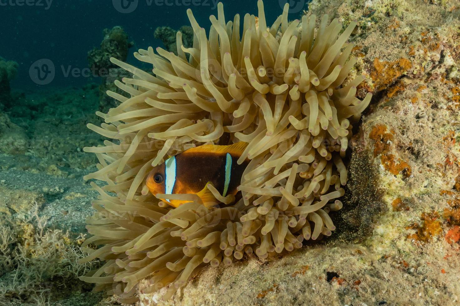 koraalrif en waterplanten in de rode zee, eilat israël foto