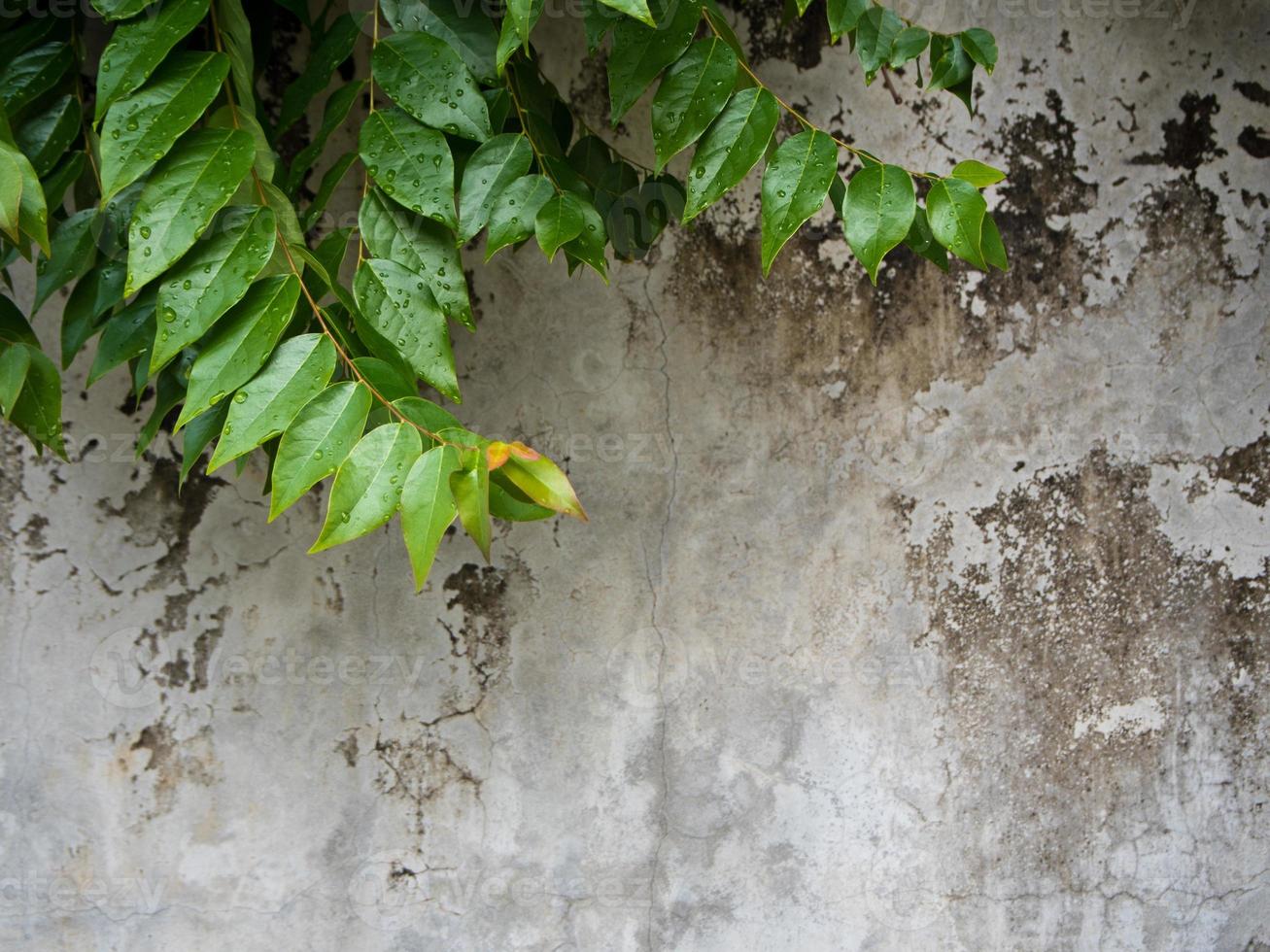 bladeren van sterkruisbes op betonnen muurachtergrond foto