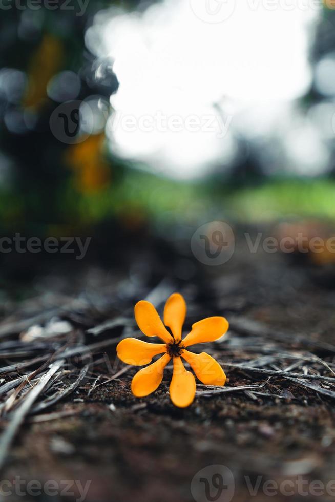 gele bloemen op regenachtige dag in de natuur foto