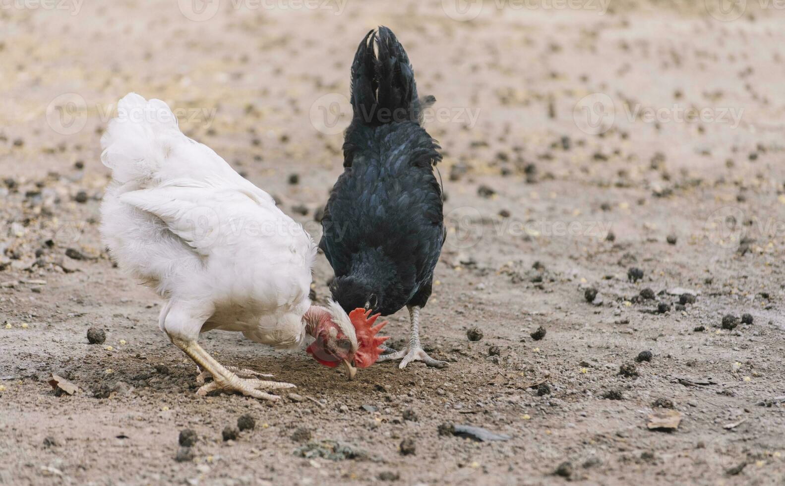 een haan en een kip aan het eten in een tuin, twee kippen aan het eten in een huis tuin, dichtbij omhoog van een haan en een kip in een werf foto