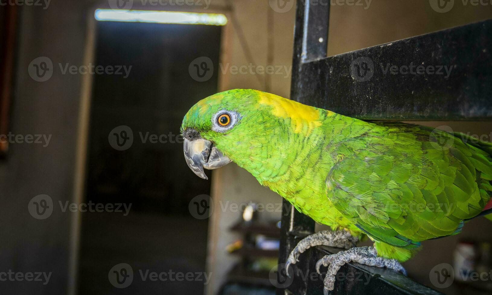 een groen gevederde papegaai, dichtbij omhoog van groen papegaai oog met kopiëren ruimte foto