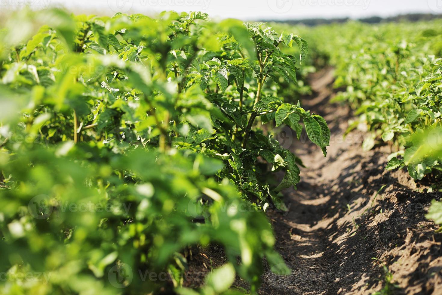 jonge aardappelplant groeit op de grond.aardappelstruik in de tuin foto