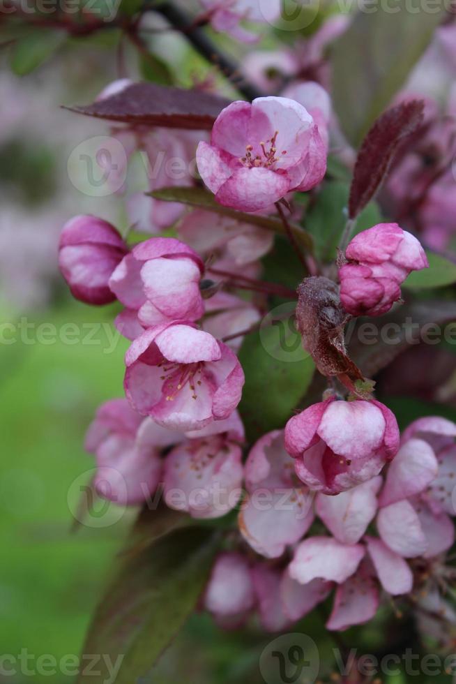 roze knoppen van bloeiende kersen. sakura tak foto