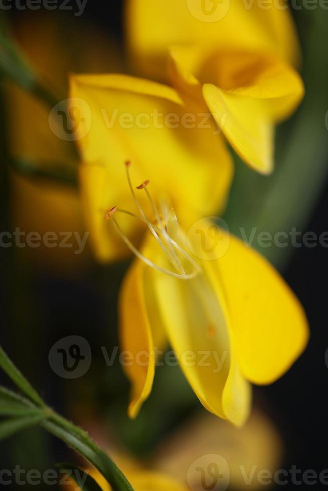 bloem bloesem close-up spartium jenceum familie leguminosae botanical foto