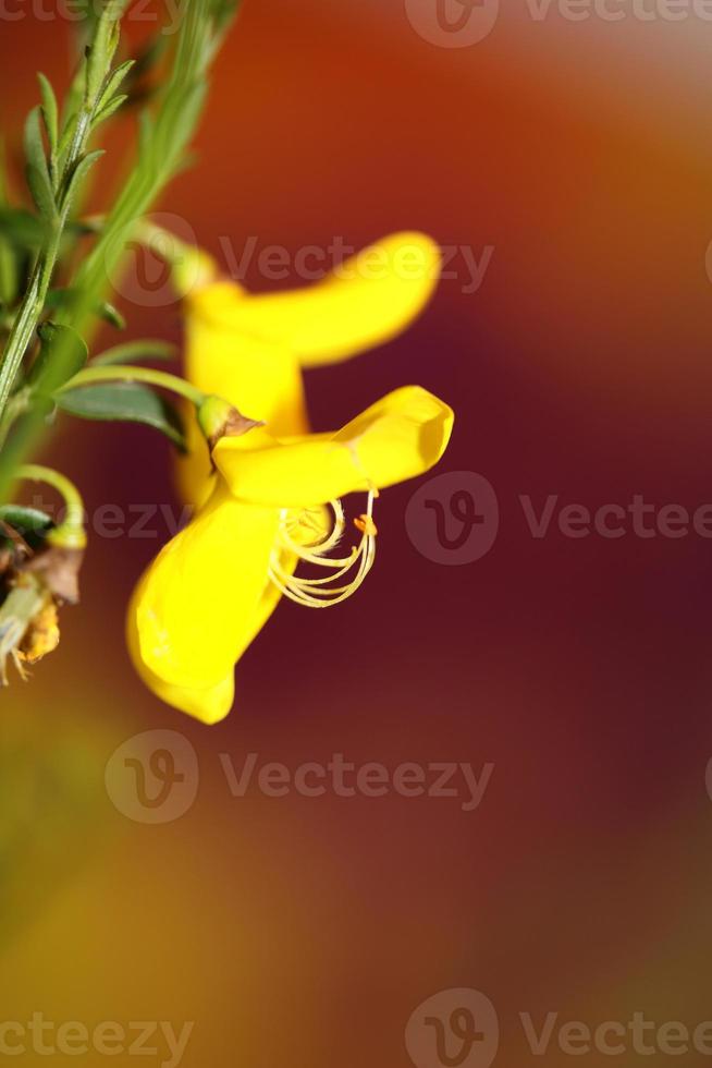 bloem bloesem close-up spartium jenceum familie leguminosae botanical foto