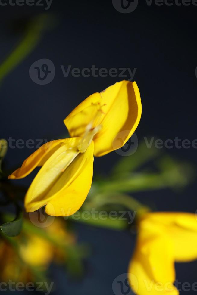 bloem bloesem close-up spartium jenceum familie leguminosae botanical foto