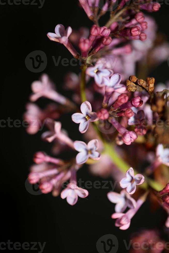 bloem bloesem macro achtergrond syringa vulgaris familie oleaceae afdrukken foto