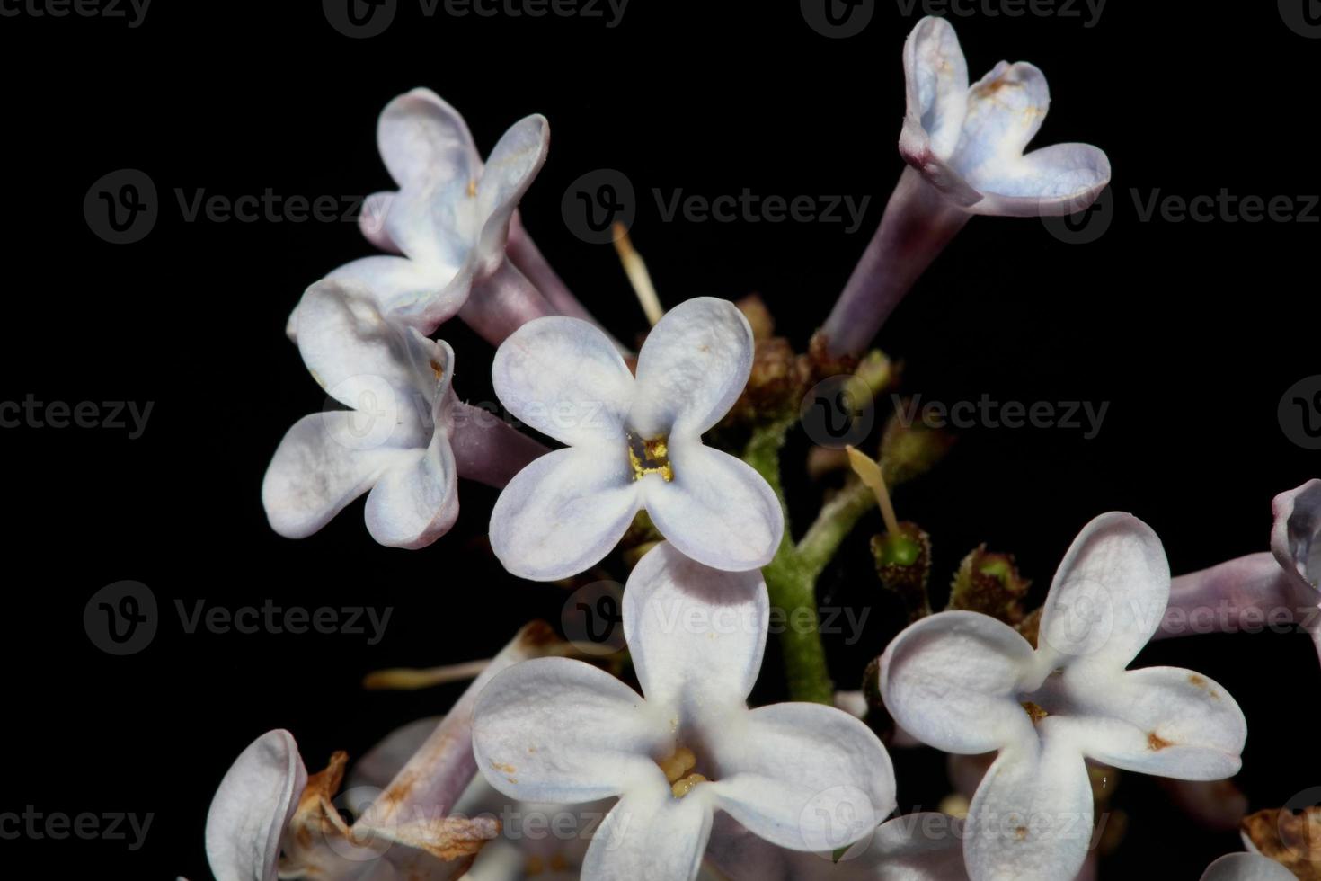 bloem bloesem macro achtergrond syringa vulgaris familie oleaceae afdrukken foto