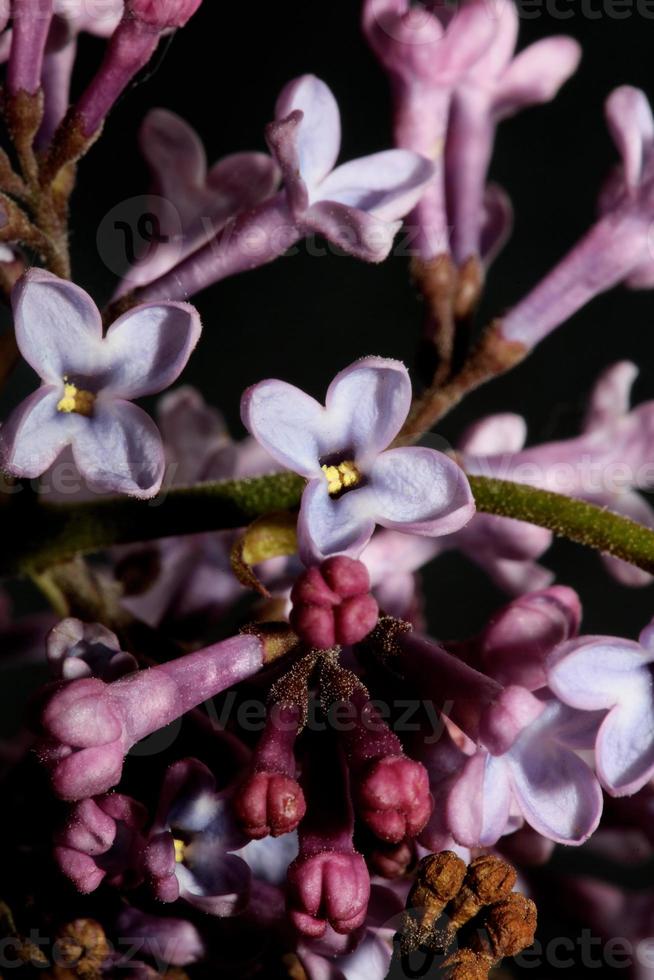 bloem bloesem macro achtergrond syringa vulgaris familie oleaceae afdrukken foto