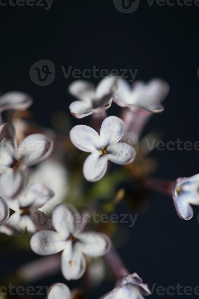 bloem bloesem macro achtergrond syringa vulgaris familie oleaceae afdrukken foto