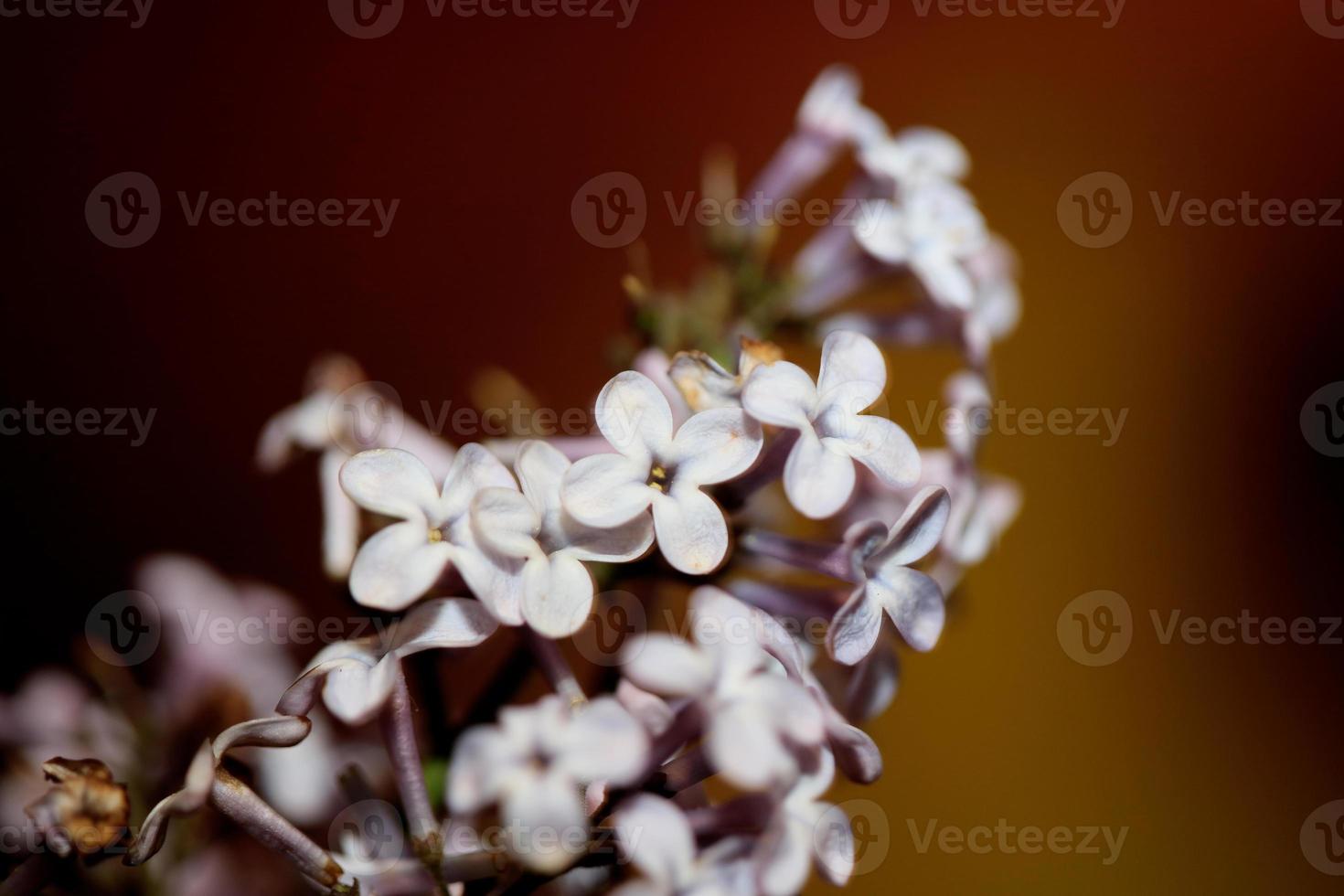 bloem bloesem close up achtergrond syringa vulgaris familie oleaceae foto