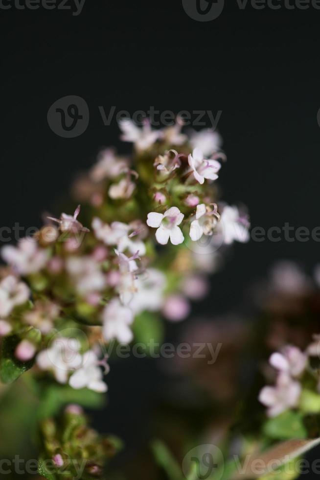 bloem bloesem close-up thymus vulgaris familie lamiaceae background foto