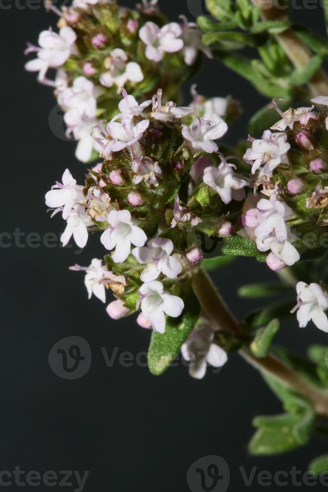 bloem bloesem close-up thymus vulgaris familie lamiaceae background foto