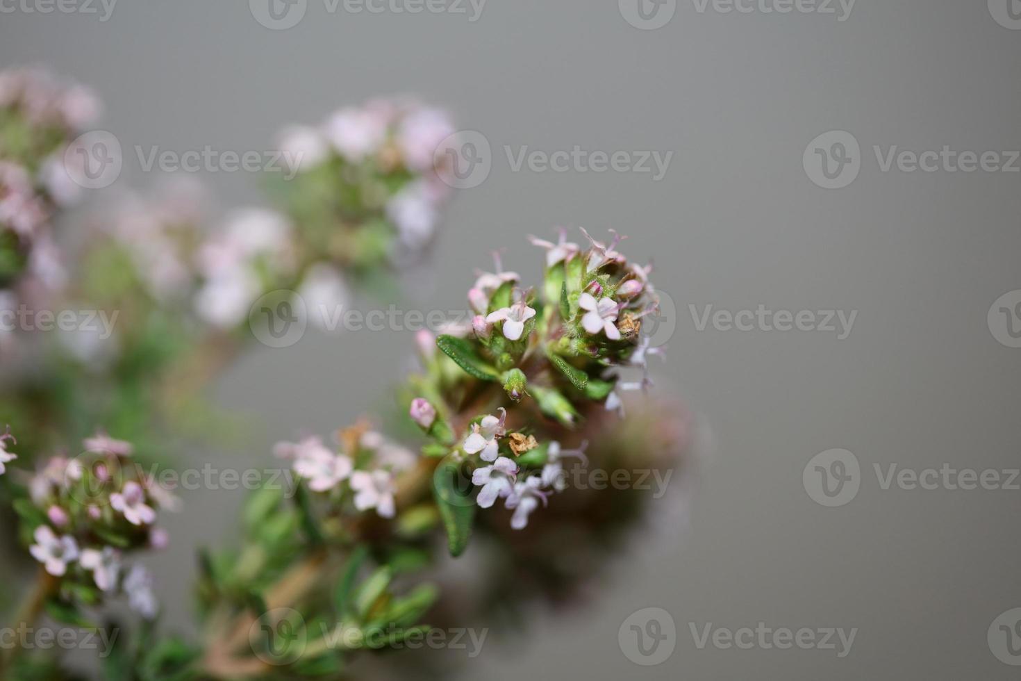 bloem bloesem close-up thymus vulgaris familie lamiaceae background foto