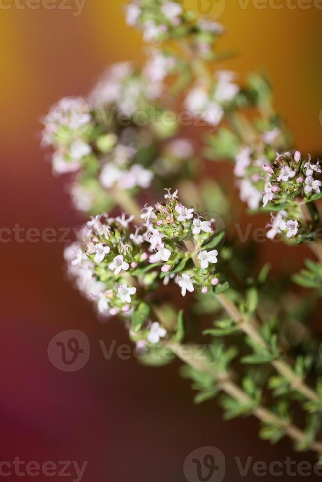 bloem bloesem close-up thymus vulgaris familie lamiaceae background foto