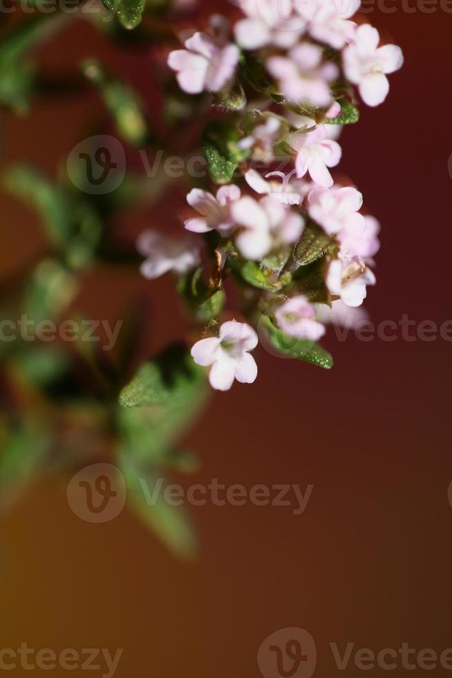 bloem bloesem close-up thymus vulgaris familie lamiaceae background foto
