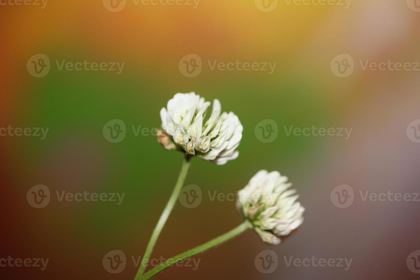 bloem bloesem close up achtergrond trifolium nigrescens leguminosae foto