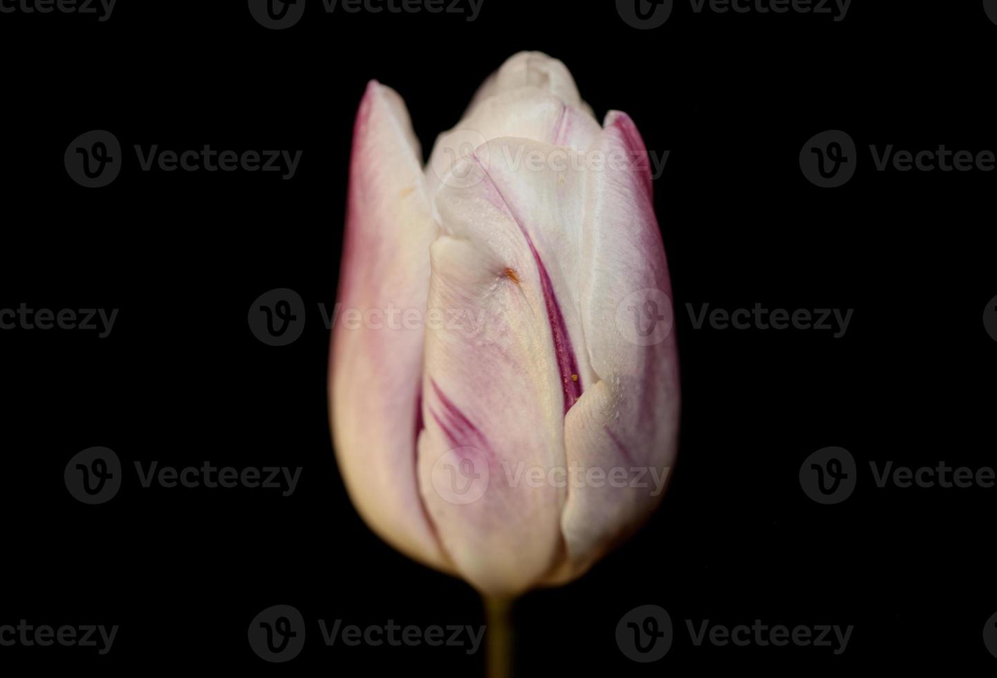 tulp bloem close-up achtergrond familie liliaceae botanisch modern foto