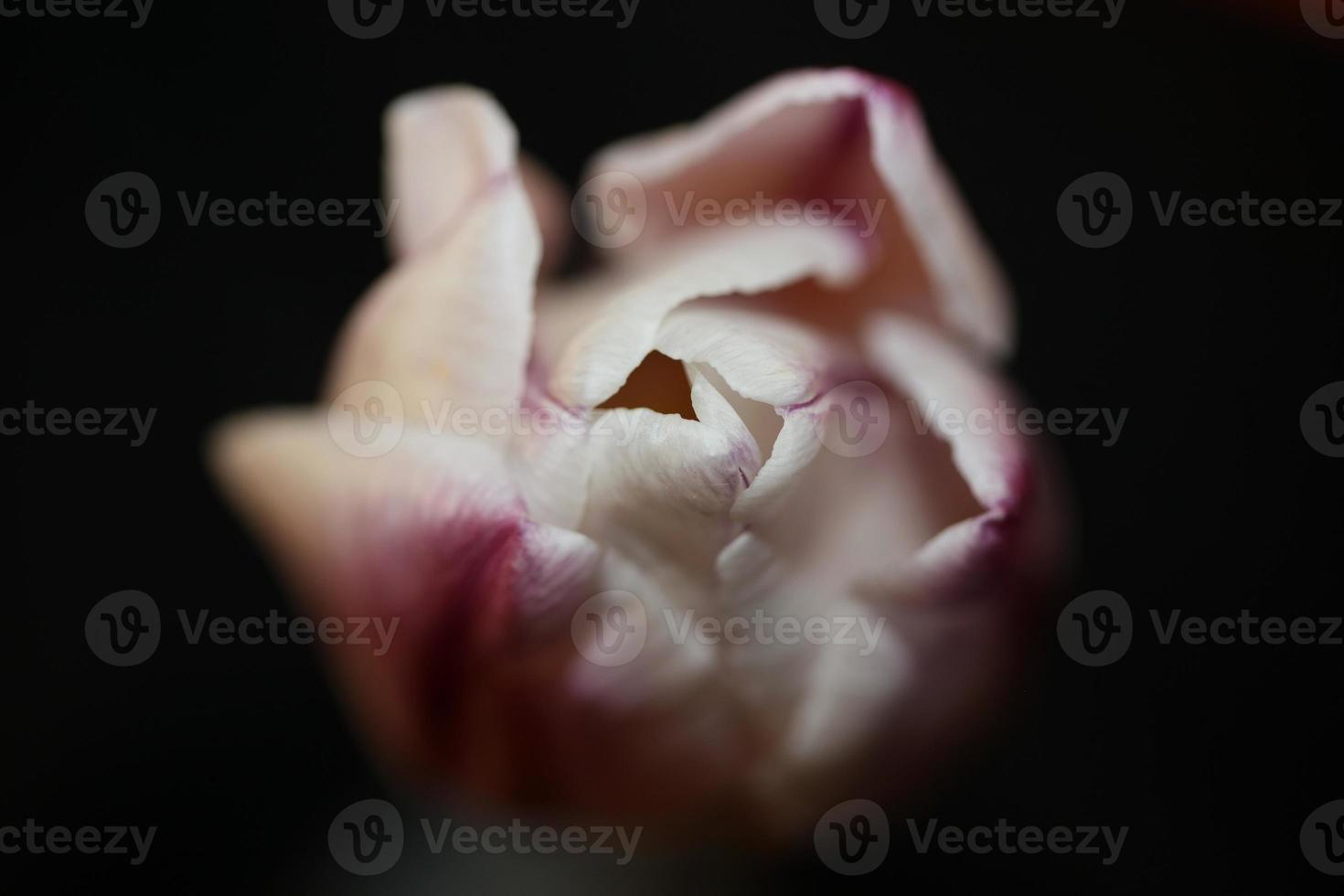 tulp close-up achtergrond familie liliaceae botanisch modern prints foto