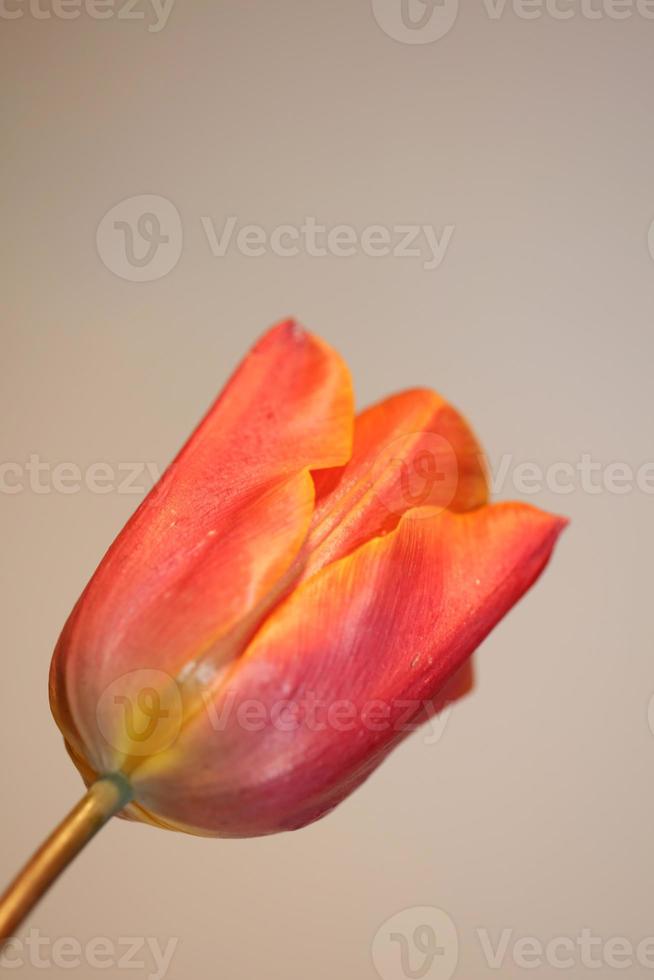 tulp close-up achtergrond familie liliaceae botanisch modern prints foto