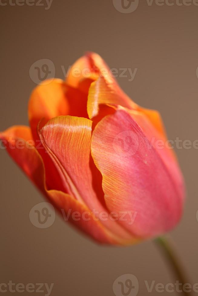 tulp close-up achtergrond familie liliaceae botanisch modern prints foto