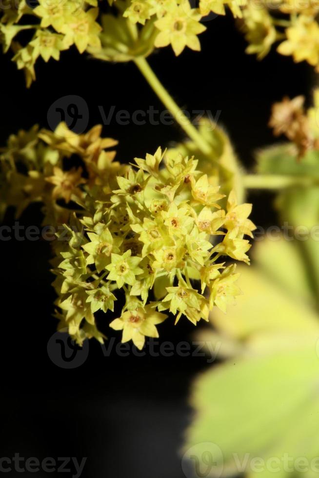 bloemenbloesem close-up prints van hoge kwaliteit op groot formaat foto