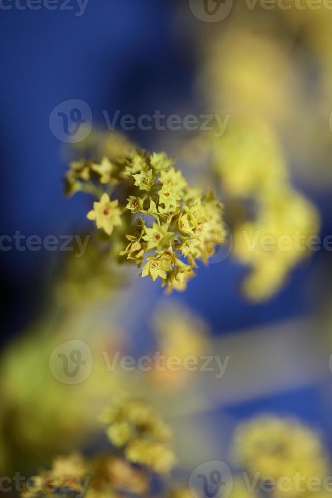 bloemenbloesem close-up prints van hoge kwaliteit op groot formaat foto