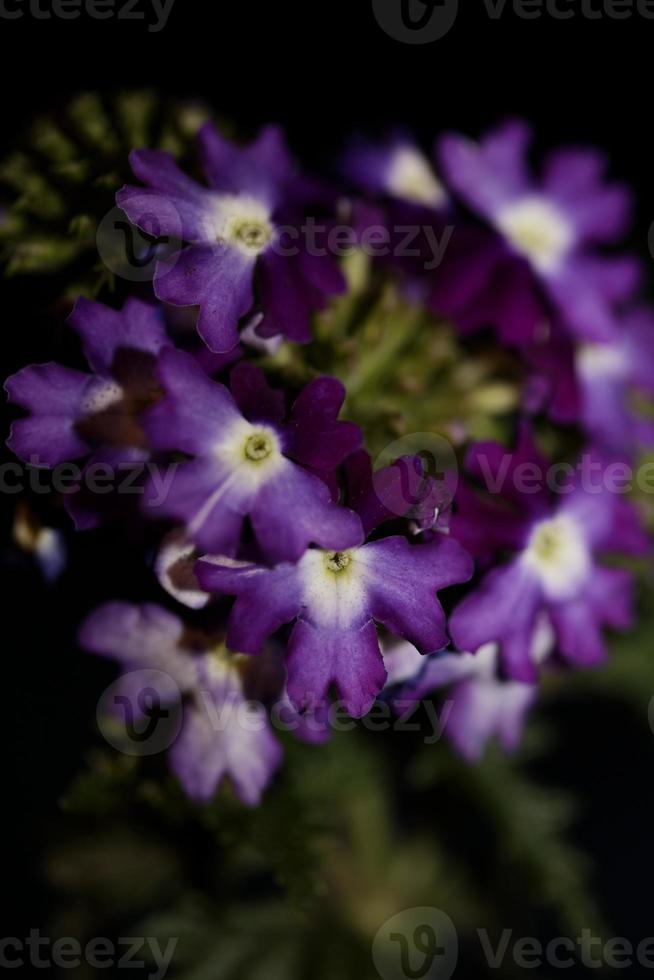 kleurrijke bloem bloesem close-up verbena hybride familie verbenaceae foto