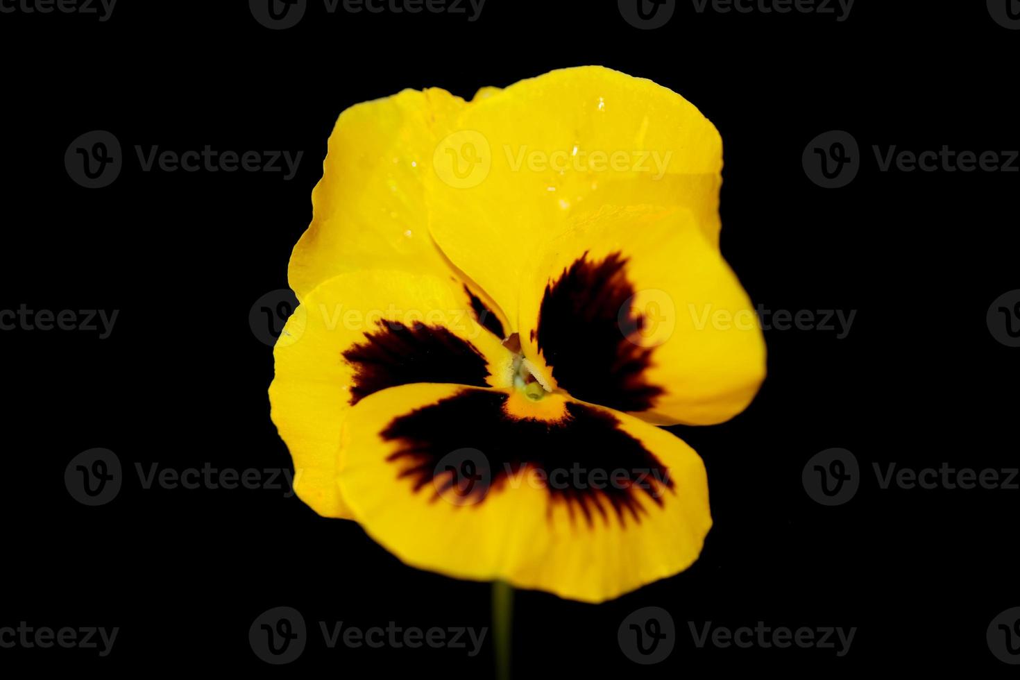 altviool bloem bloesem familie violaceae close-up botanische print foto