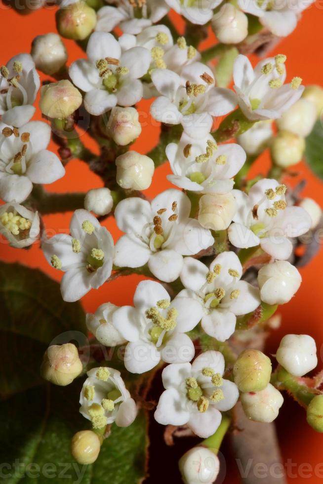 witte kleine bloem bloeiende viburnum tinus l. familie adoxaceae afdrukken foto