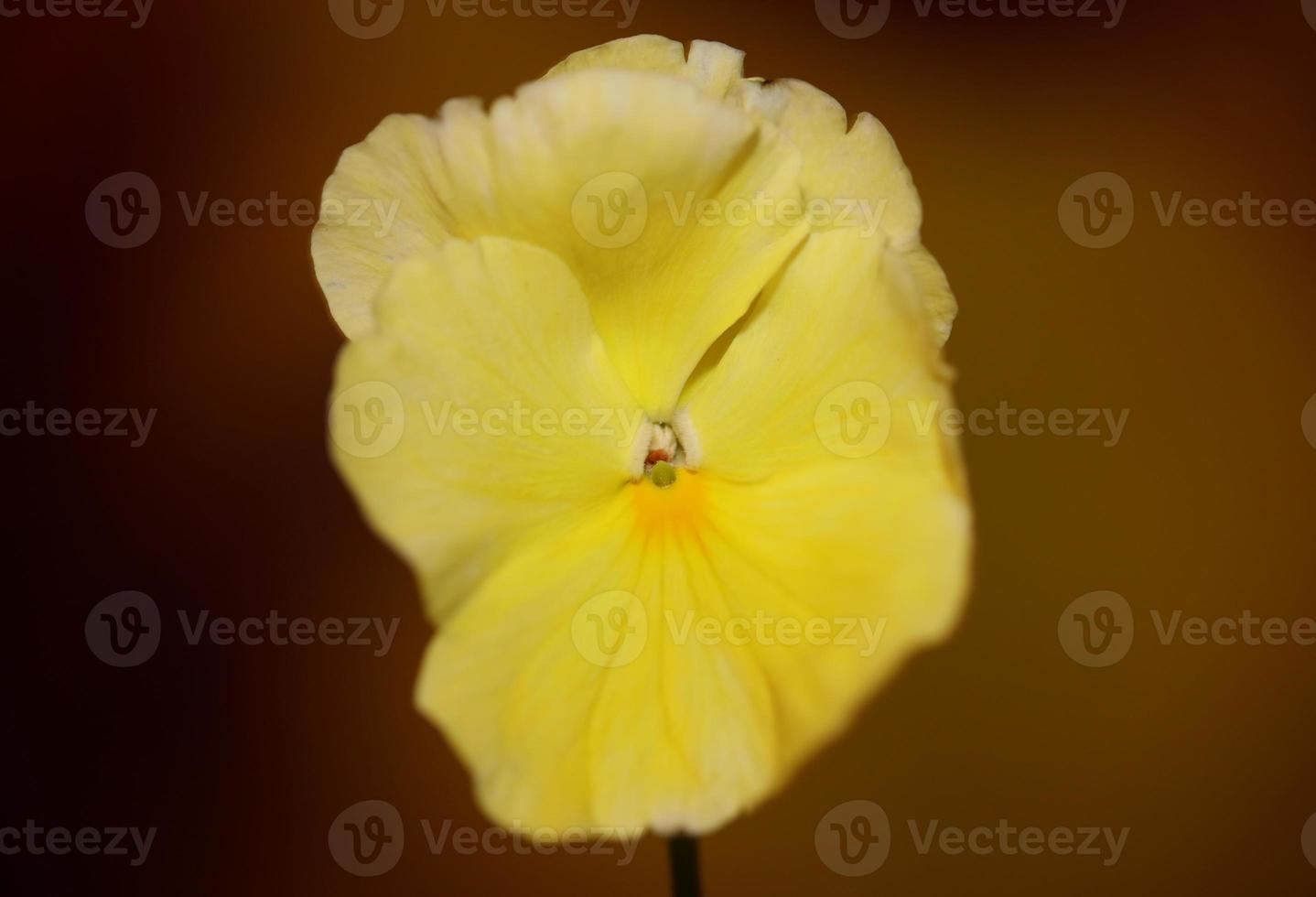 altviool bloem bloesem familie violaceae close-up botanische print foto