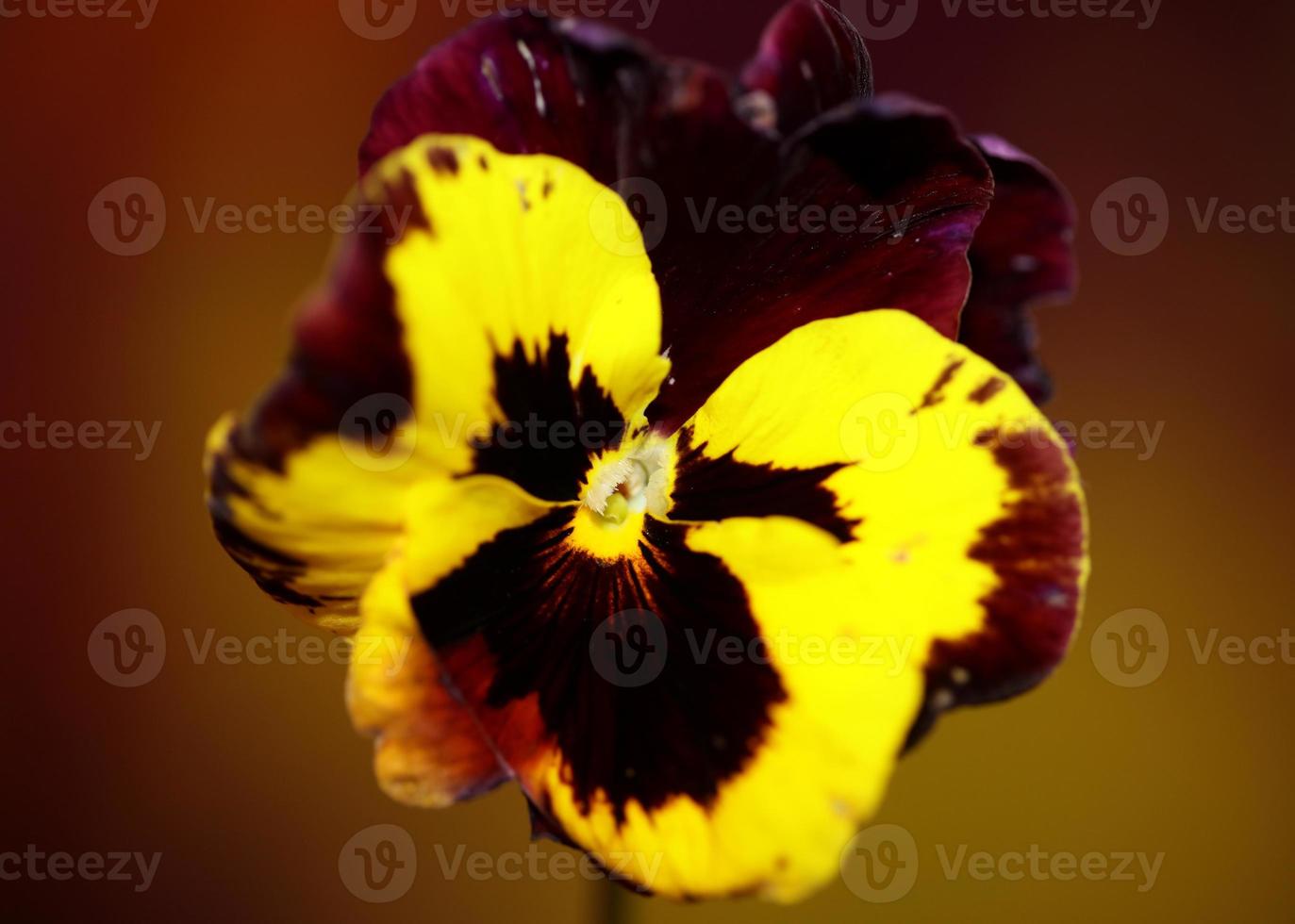 altviool bloem bloesem familie violaceae close-up botanische print foto