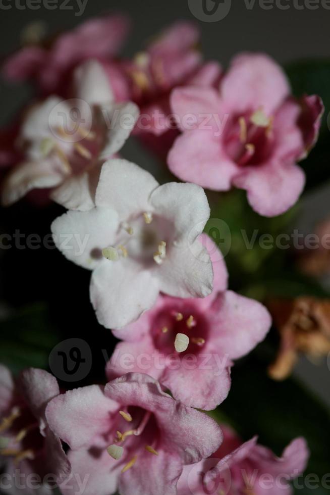 bloem bloesem close-up weigela florida familie caprifoliaceae foto